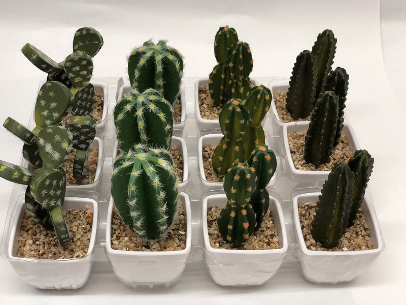 CACTUS C/MACETA SURTIDO - BS AS - BS AS - BS AS