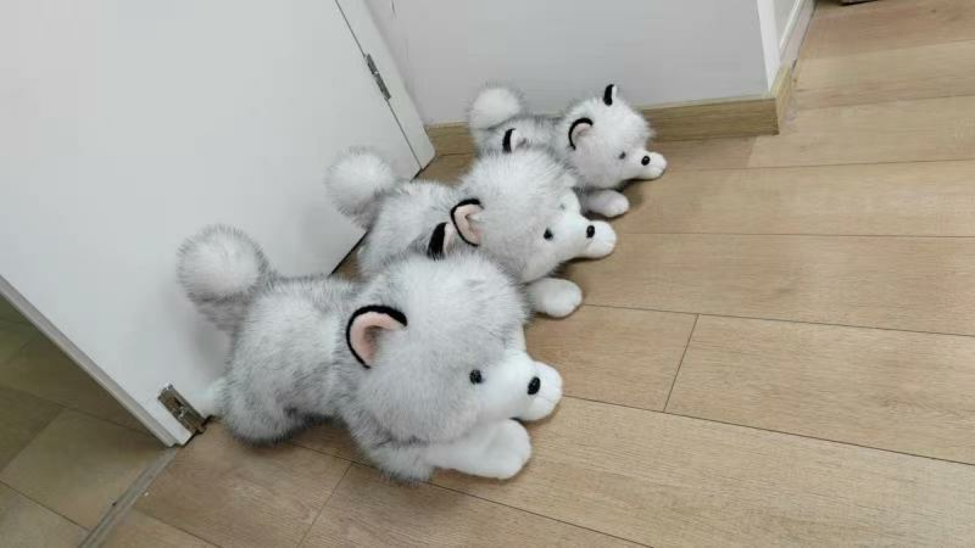 Perro echado 60cm